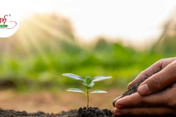 Embracing Traditional Farming: The Secret Behind Nutrient-Rich Foods at Arth Agro Farms