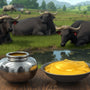 Strength & Stamina in Every Spoon: The Unique Health Benefits of A2 Desi Buffalo Ghee