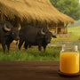 The Hidden Nutrients in A2 Buffalo Ghee That Modern Diets are Missing