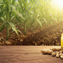 Why Choosing Natural Oils Can Transform Your Lifestyle