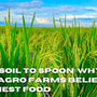 From Soil to Spoon: Why Arth Agro Farms Believes in Honest Food