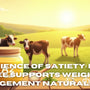 The Science of Satiety: How A2 Ghee Supports Weight Management Naturally