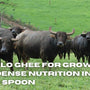 Buffalo Ghee for Growing Kids: Dense Nutrition in Every Spoon