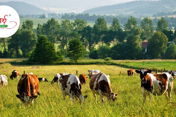 A2 Desi Cow Ghee – The Ultimate Superfood for Health & Wellness