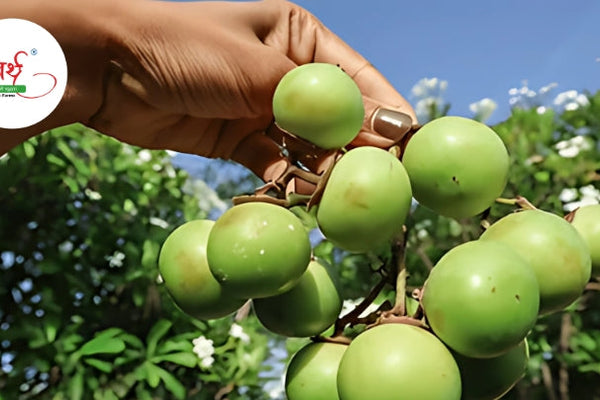 Gunda Pickle – The Forgotten Traditional Indian Pickle with Incredible Health Benefits
