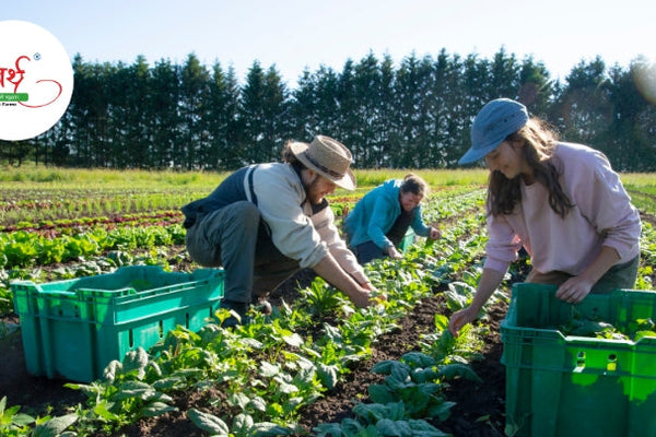 The Future of Sustainable Farming: How Arth Agro Farms is Reviving Traditional Agriculture
