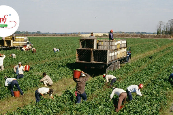 Embracing Farm-to-Table Living: How Natural Foods Are Transforming Lifestyles