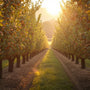 Arth Agro Farms