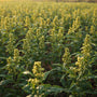 Arth Agro Farms