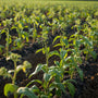 Arth Agro Farms