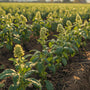 Arth Agro Farms
