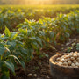 Arth Agro Farms