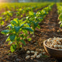 Arth Agro Farms