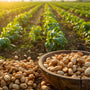 Arth Agro Farms
