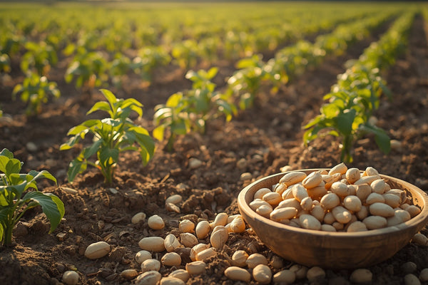 Arth Agro Farms