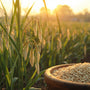 Arth Agro Farms