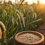 Arth Agro Farms