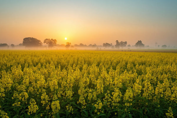 Arth Agro Farms