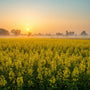 Arth Agro Farms