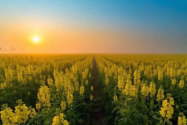 Arth Agro Farms