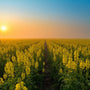 Arth Agro Farms