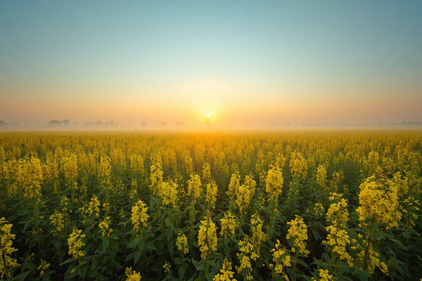 Arth Agro Farms