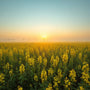 Arth Agro Farms
